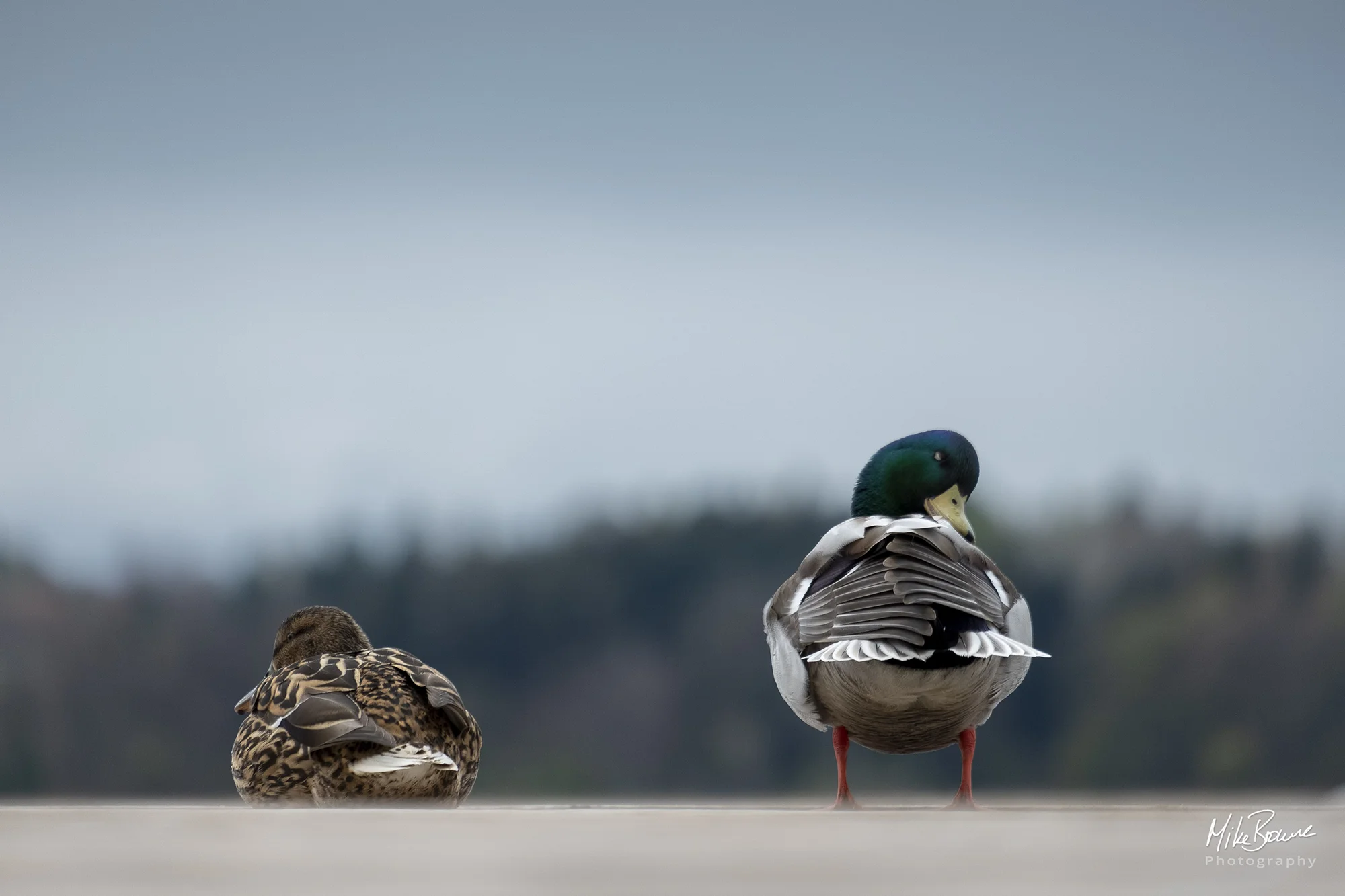 Two ducks agains a blurred background