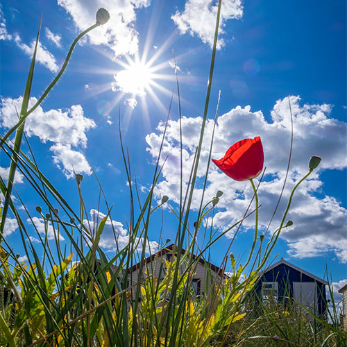 Tall poppy against a bright sky used as the product picture to buy a place on Mudeford day photography workshop