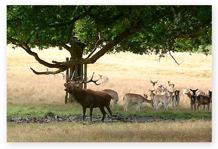 Bellowing-stag-Richmond-Park