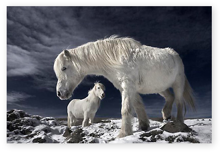 'Partners' by Bragi J Ingibergsson