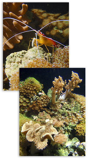 crayfish-and-coral