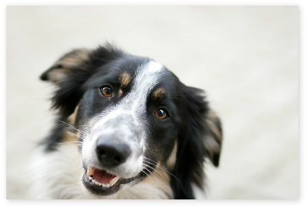 Dog Portrait