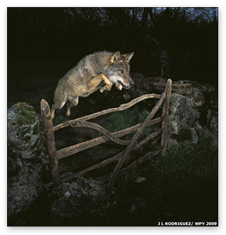 leaping wolf by José Luis Rodríguez