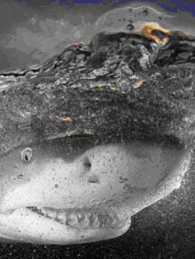lemon-shark