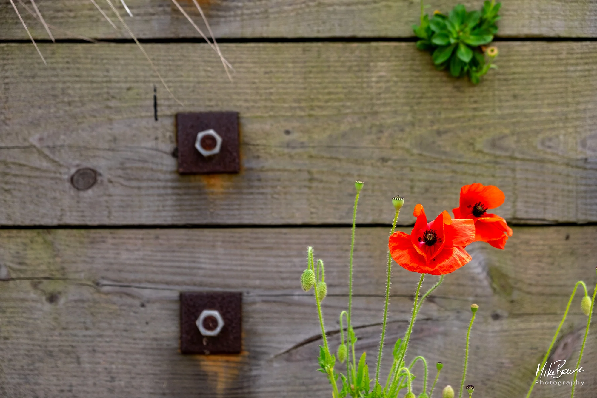 two red poppies in front of a wooden sleeper wall