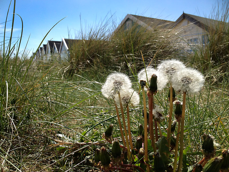 Eye level view of puffballs  in long grass in front of beach huts