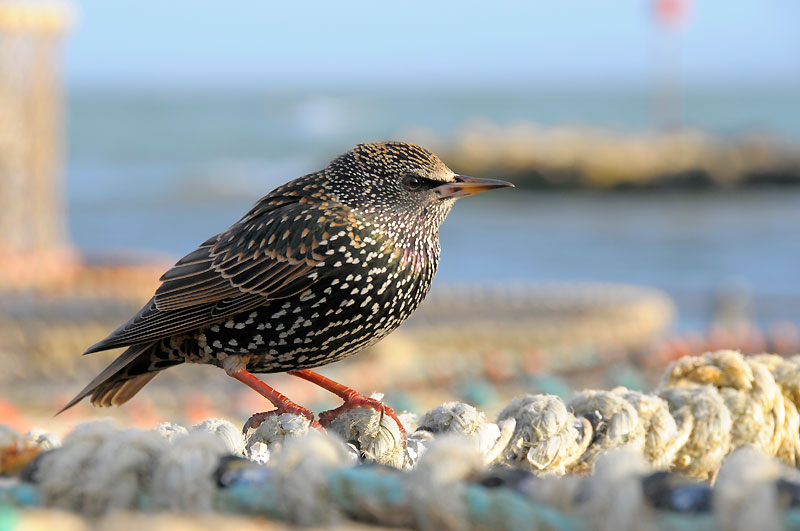 A starling faces the right perched on the rim of a fishing basket