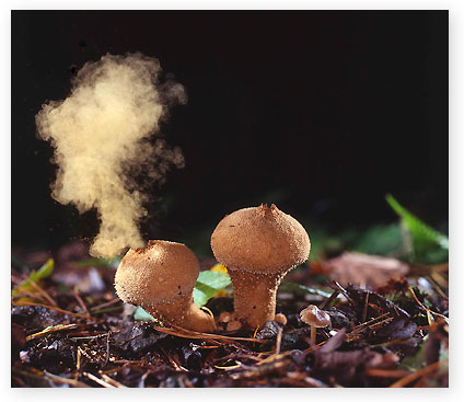 Puff balls emitting spores at Pipers Hill shot by Les Clarke