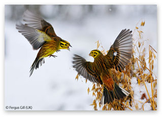 Clash of the Yellowhammers by Fergus Gill