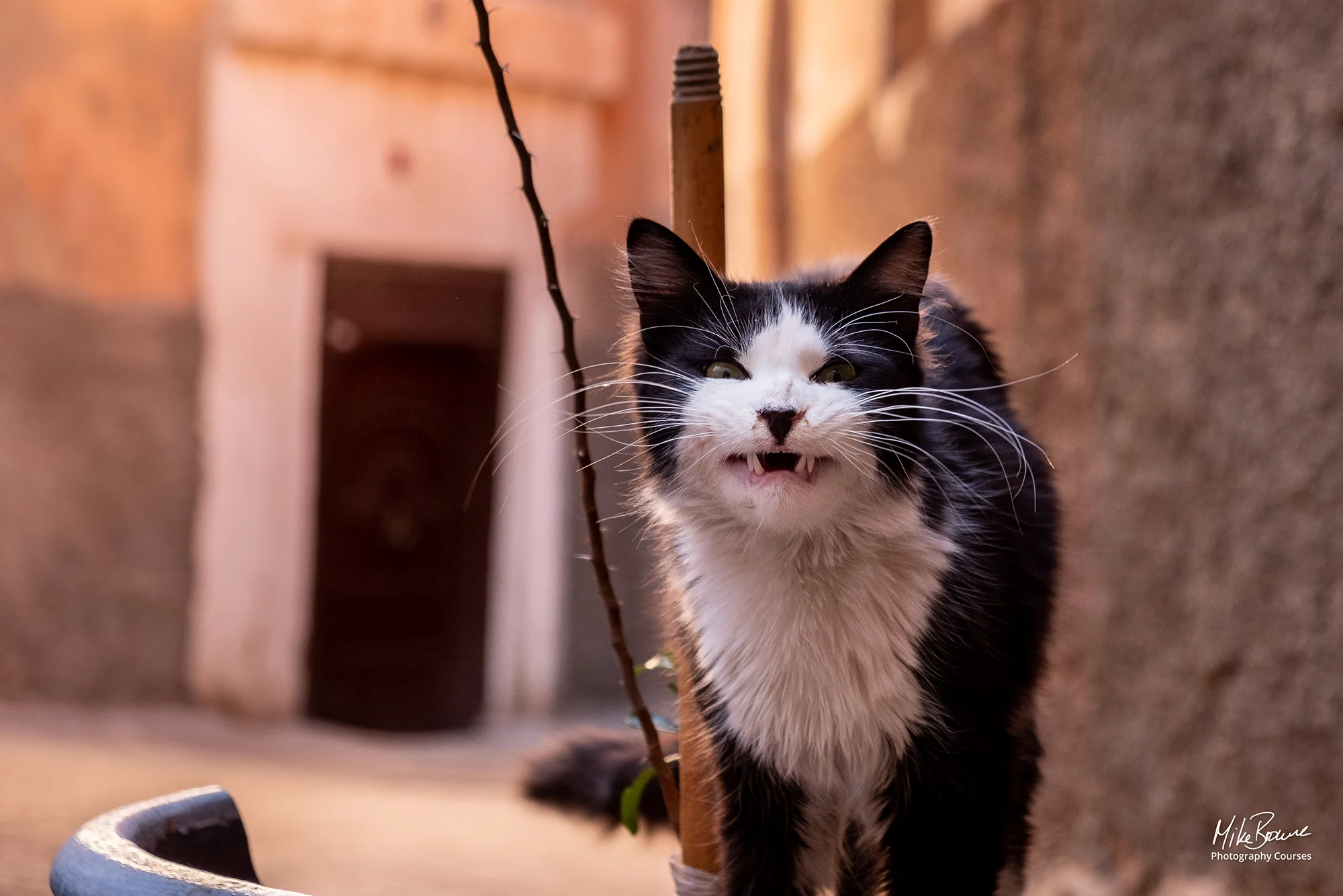 Black and white cat with broken front teeth in back street of Marrakesh, Morocco