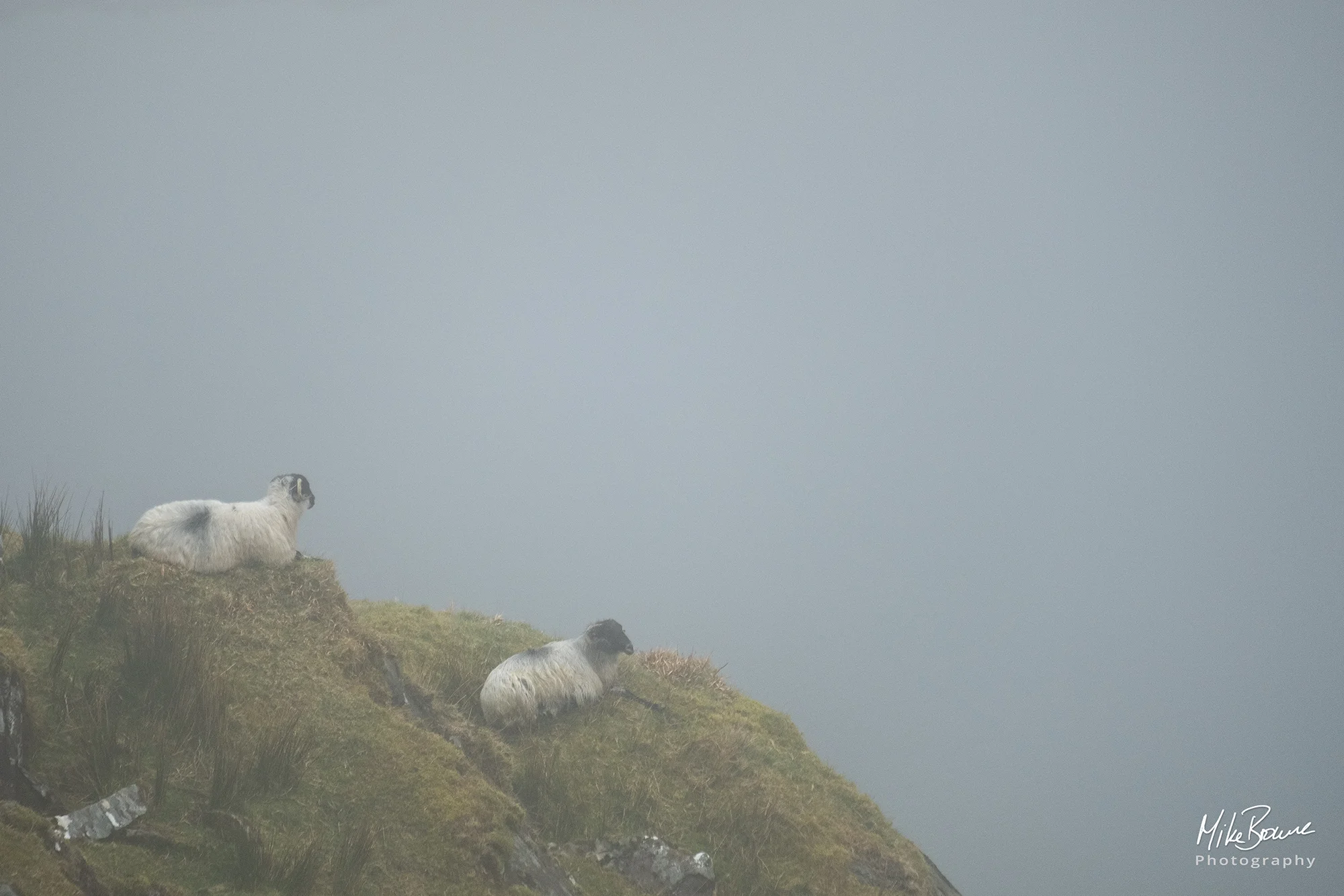 Two sheep on a foggy hillside in Ireland