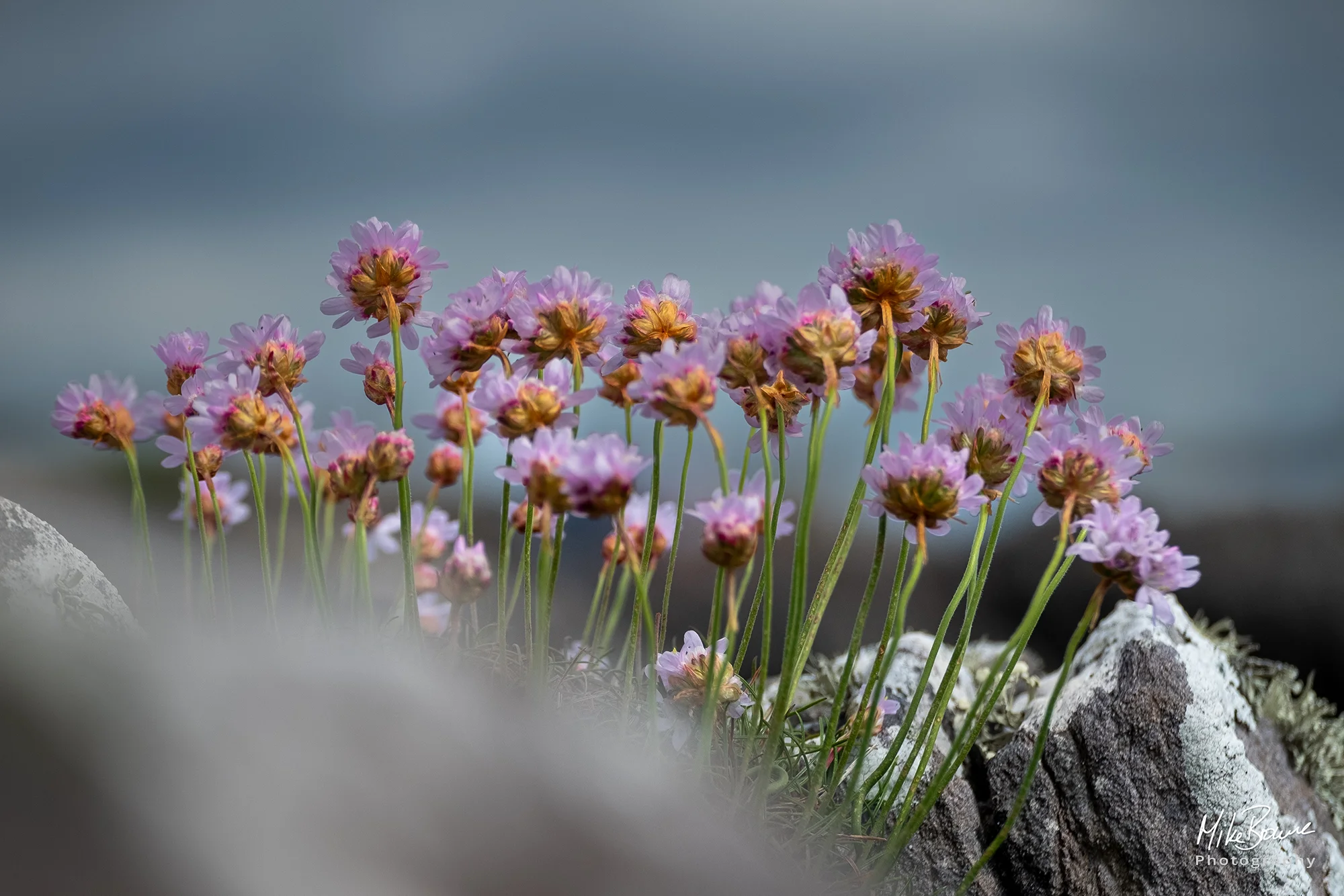 Sea pink flowers growing between the rocks on a cliff