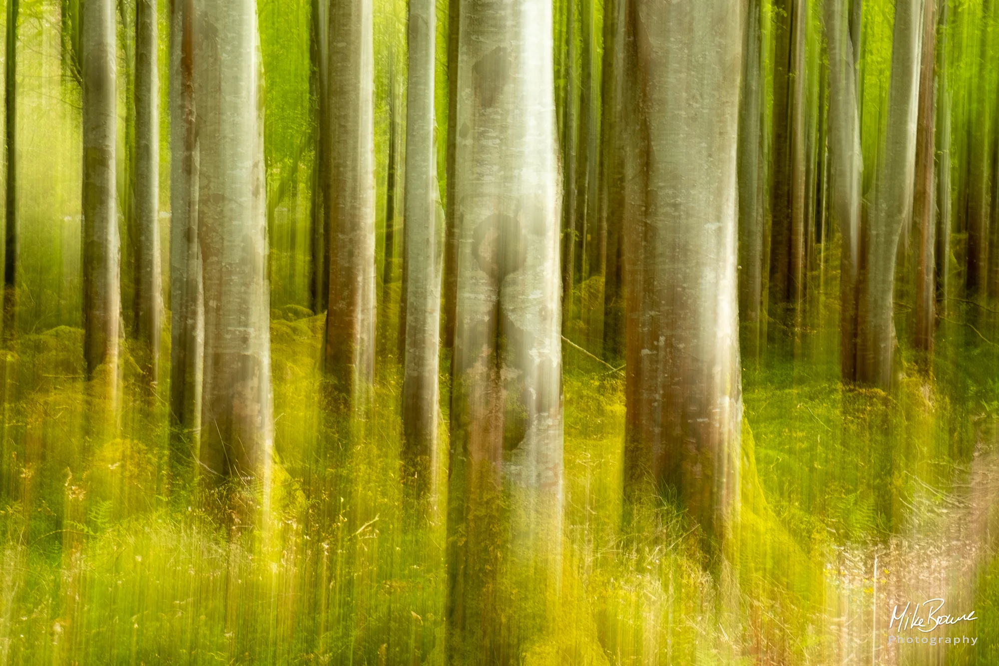 tree trunks in a forest