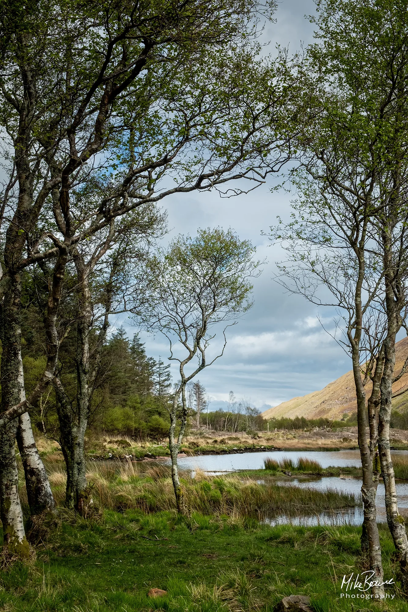 Small twisted tree by a lakeside in Ireland