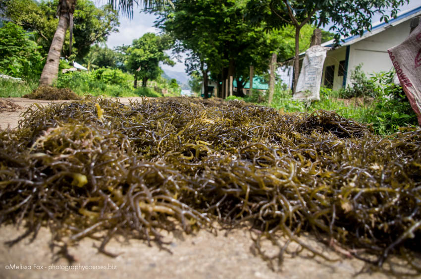 seaweed harvesting coron