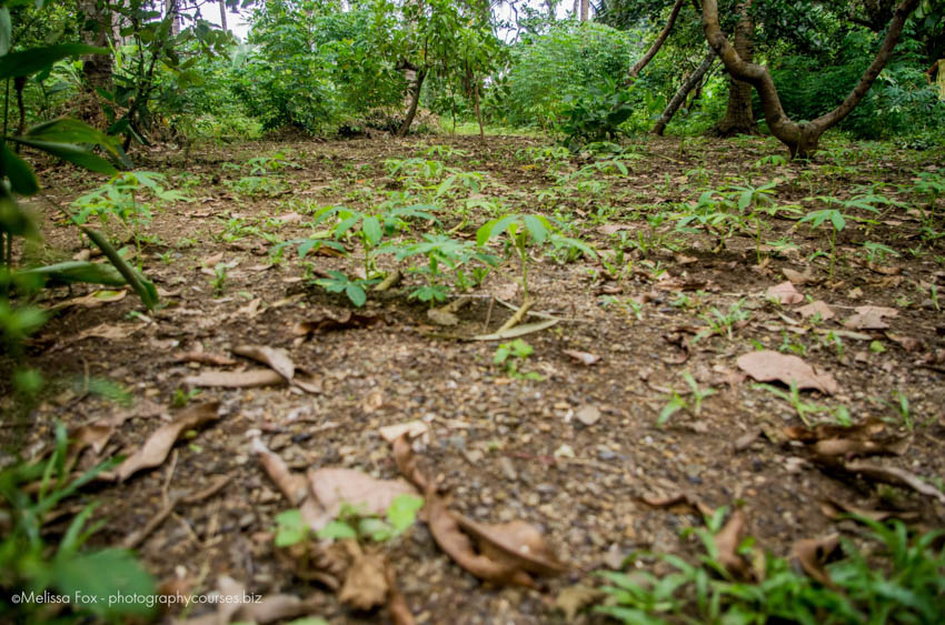 crops in coron
