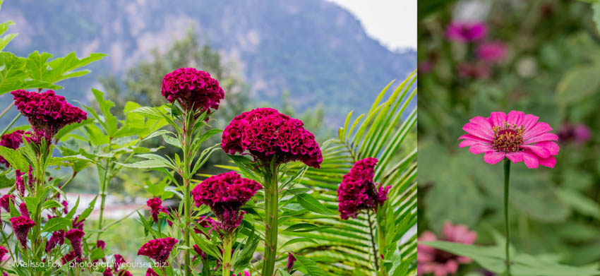 garden in coron