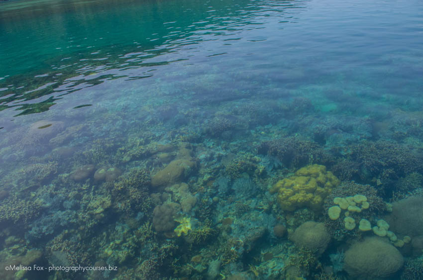 corals coron