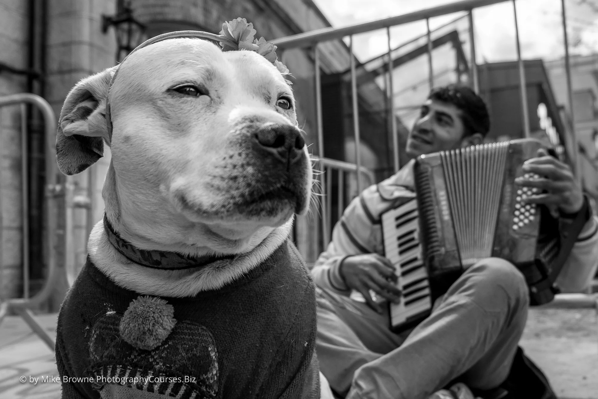 Staffordshire bull terrier in neckerchief with happy accordion player sat cross legged