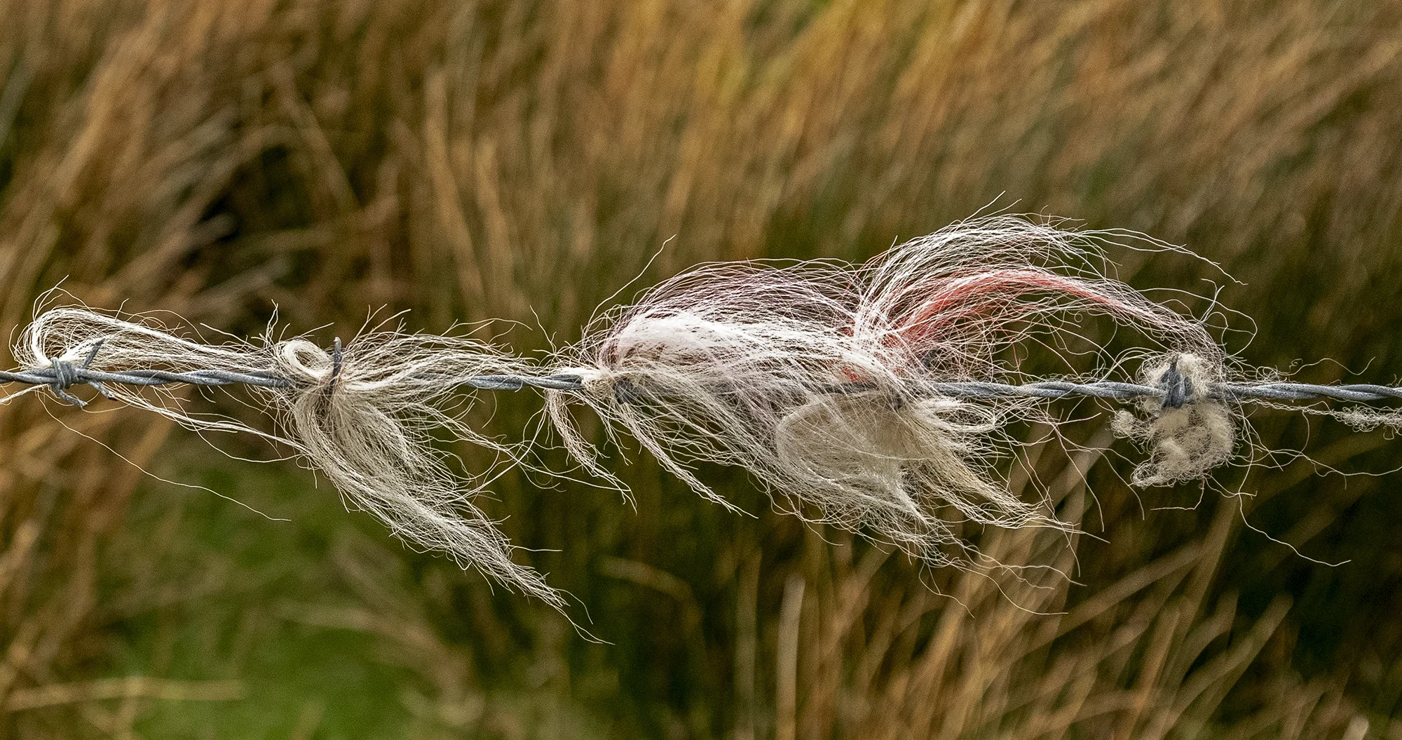 Sheep\'s wool caught in strands of barbed wire by a field of long grass