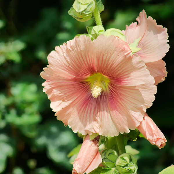 Hollyhock