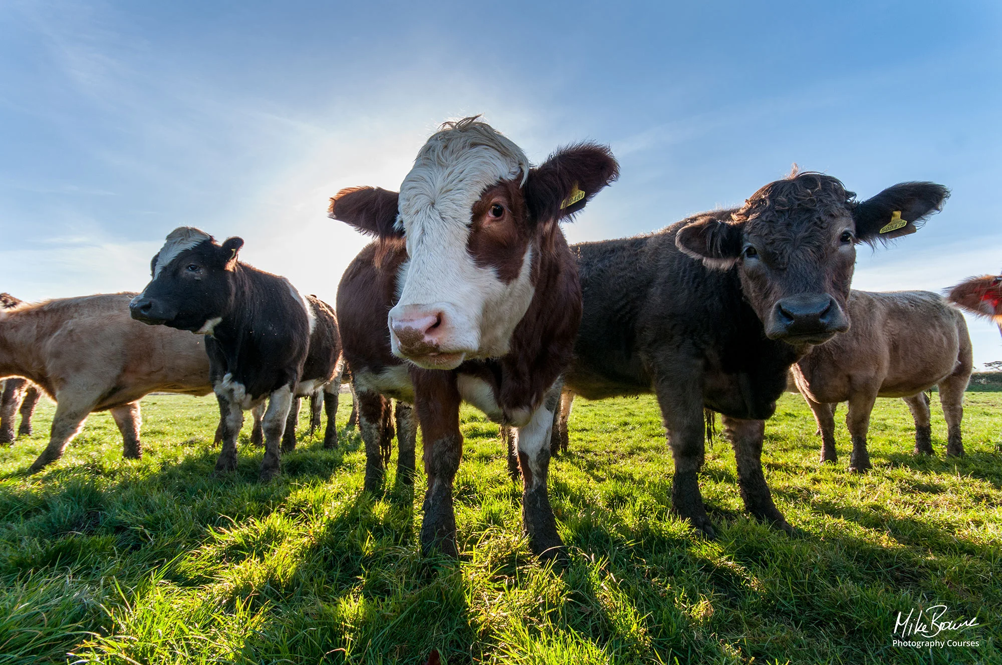 White faced cow with a cheeky look on its face