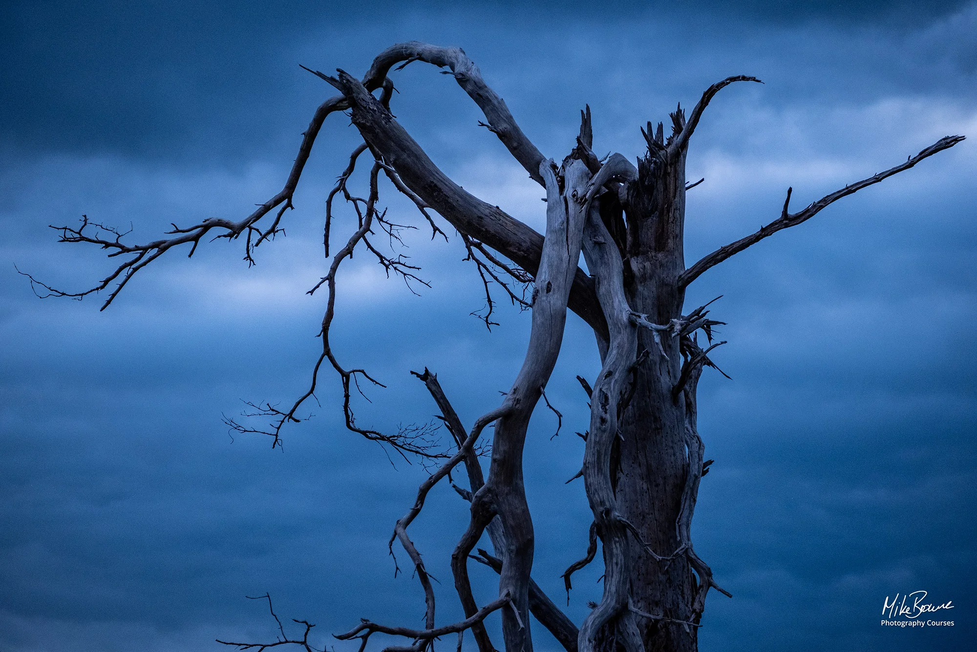 Broken dead tree against twilight clouds