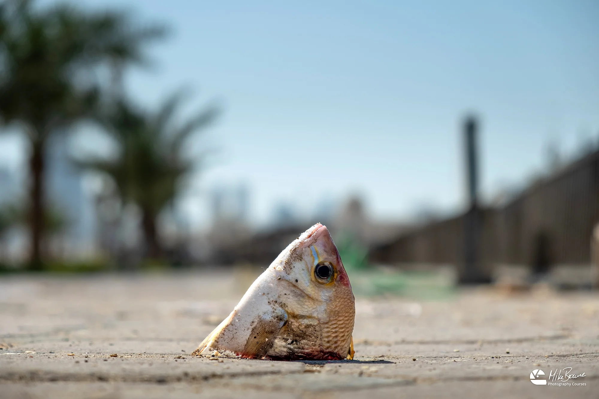 Disembodied fish head poking up from the pavement