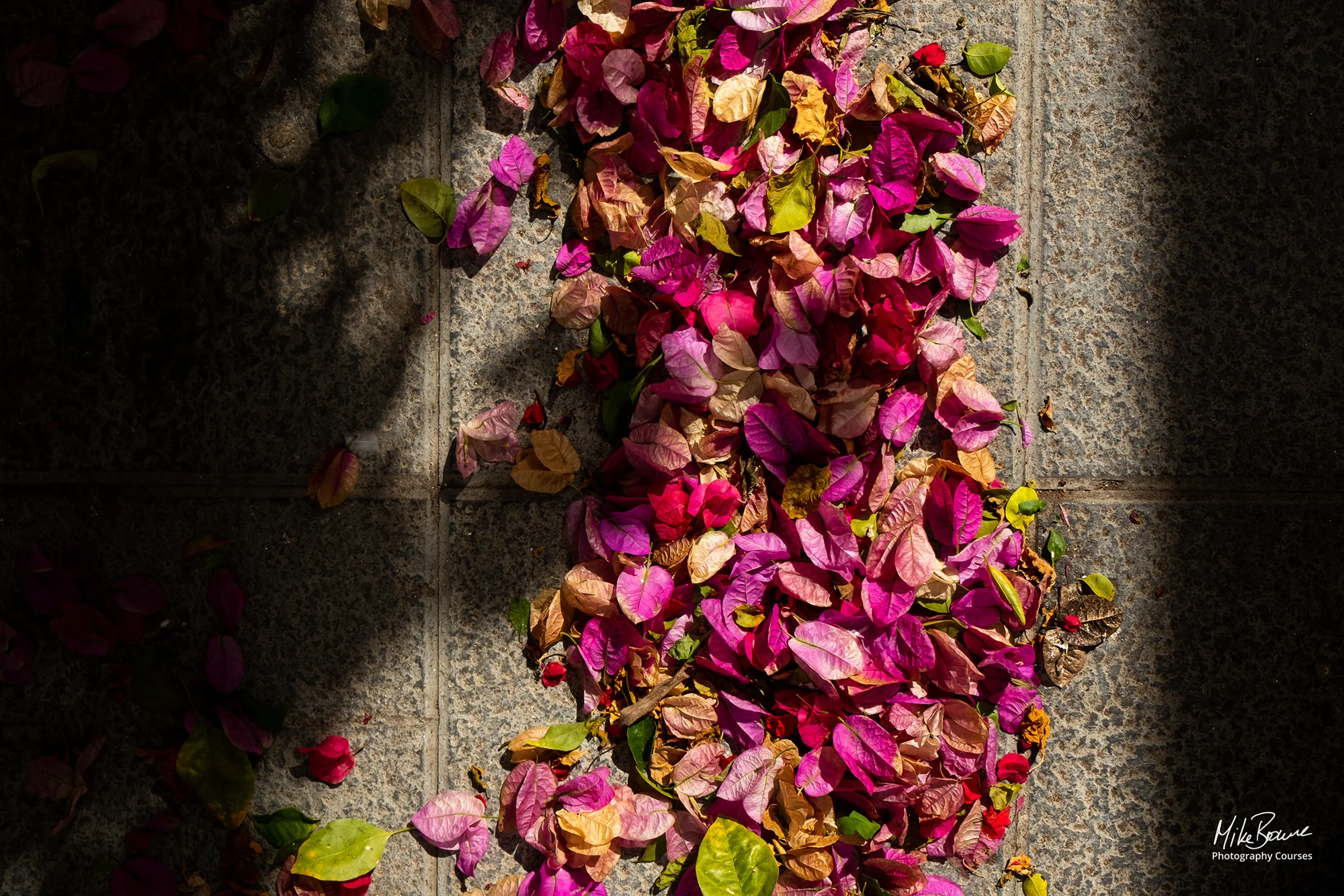 Row of fallen petals between two dark shadows