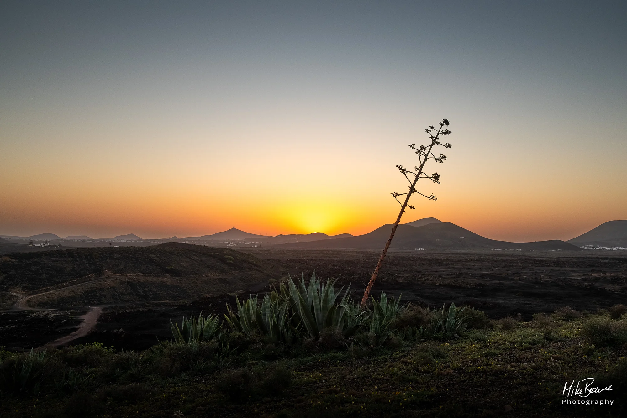 Long cactus flower in front of a distant sunrise on island of Lanzarote