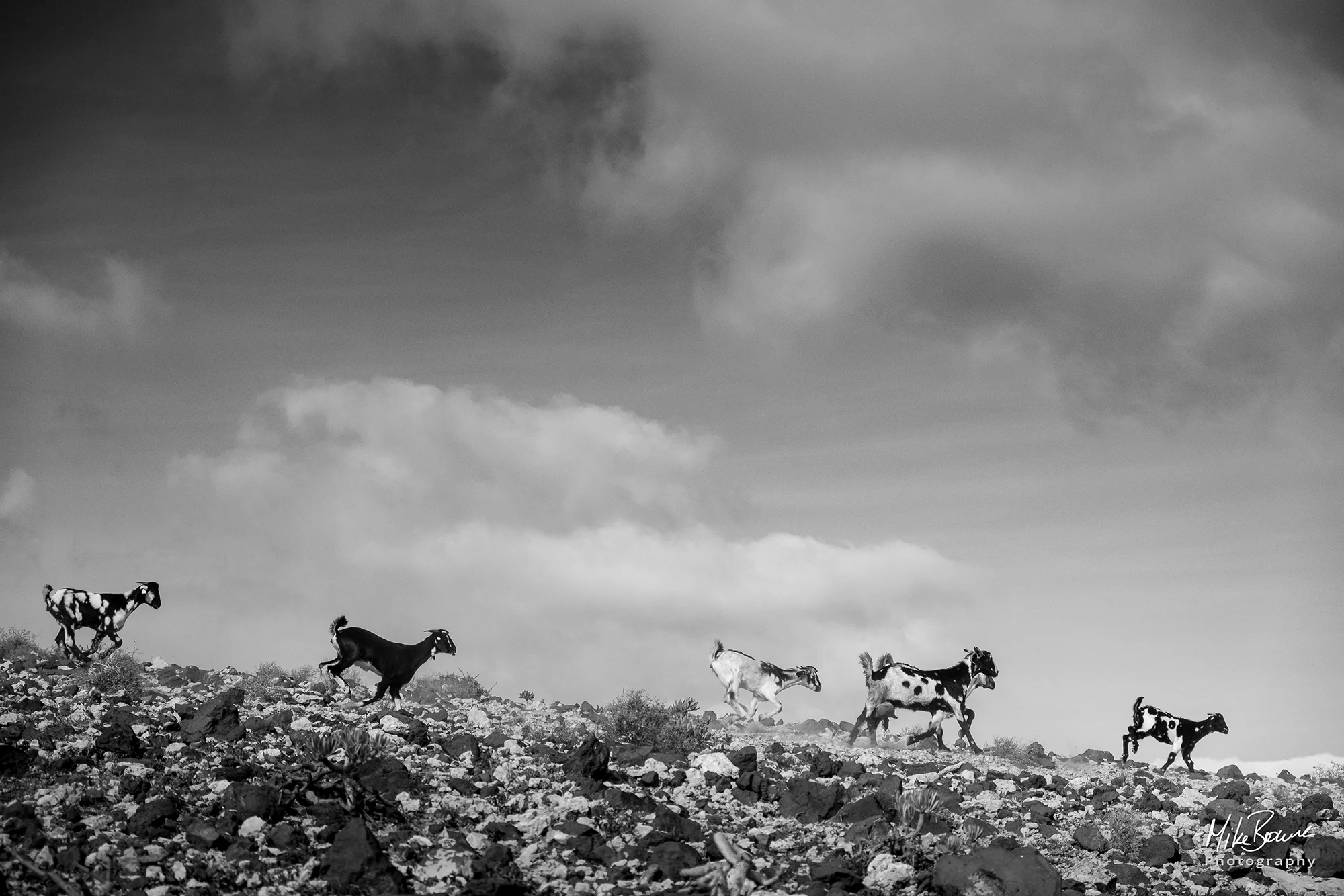 Goats running down a rocky hillside in Tenegüime national park, Lanzarote