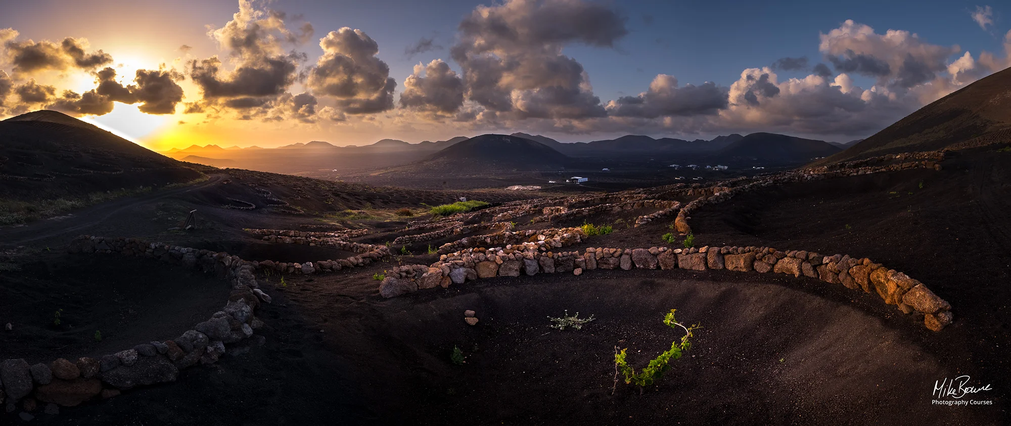 Sunset shining light on a young vine plant in La Geria, Lanzarote