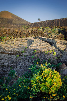 Lanzarote Trevor Stokes