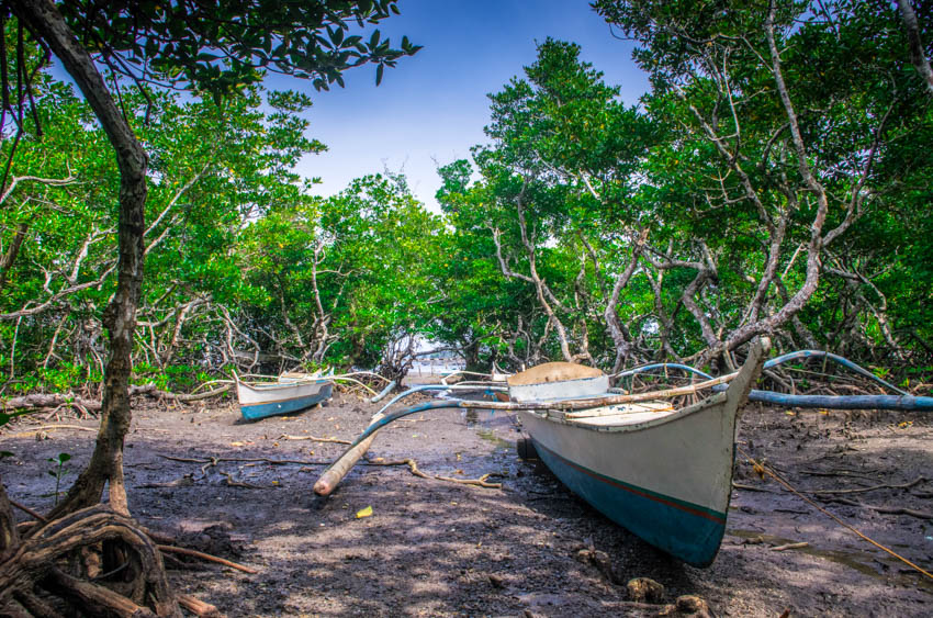mangroves in coron