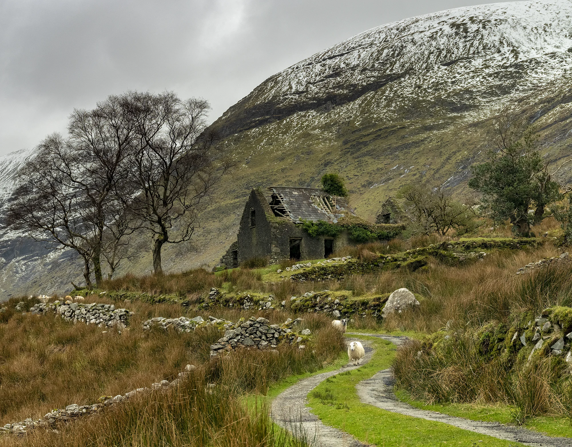 Lone sheep walking along a track in front of an abandoned stone cottage by leafless trees and snow dusted hill behind