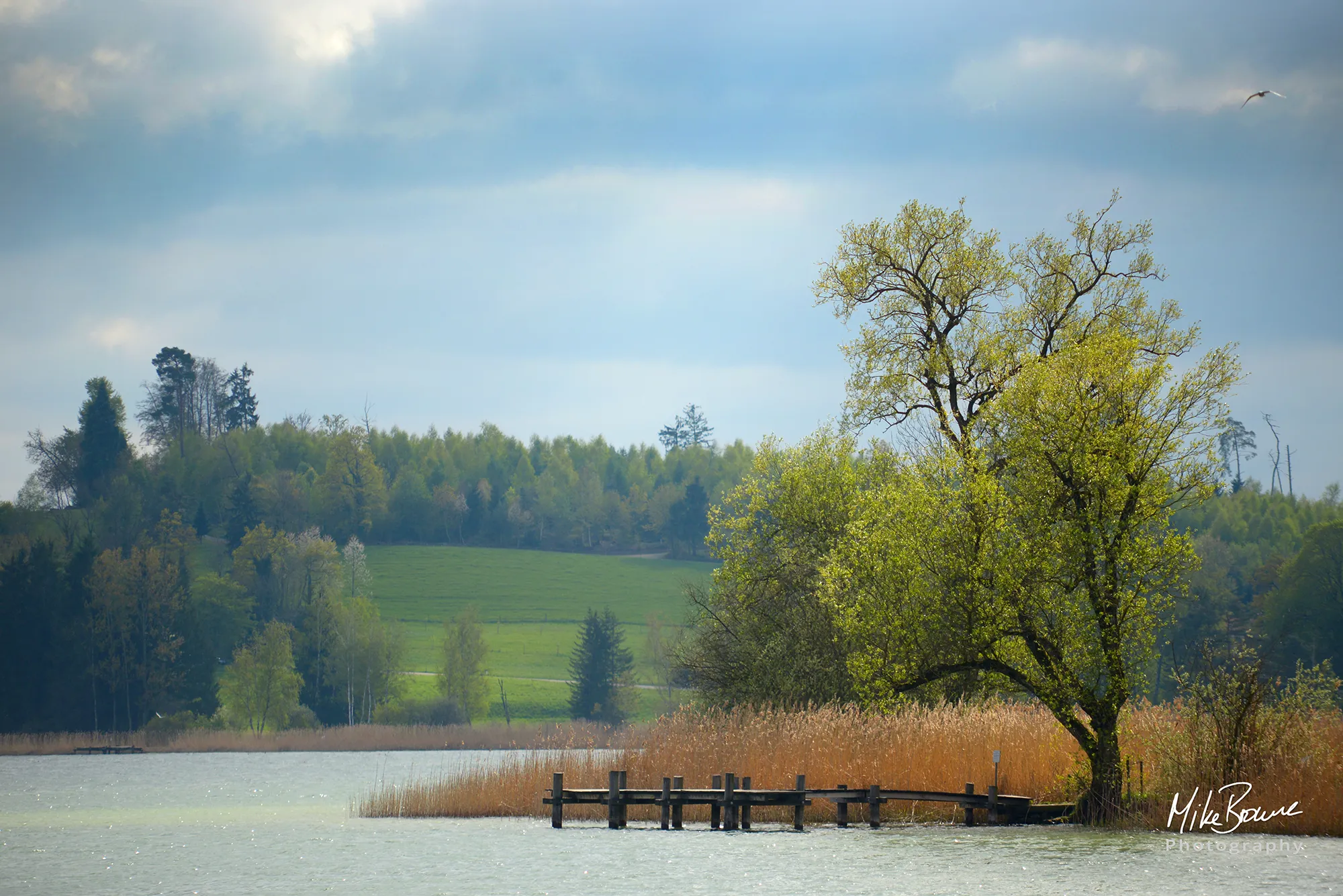Trees and wooden dock at lake Pfäffikersee Switzerland