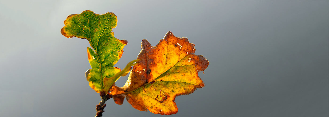 backlit-leaves