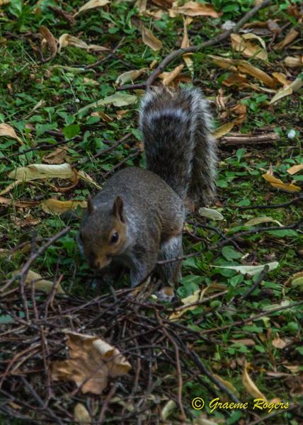 Saltwell-Park-(16-07-2017)-(W)-15