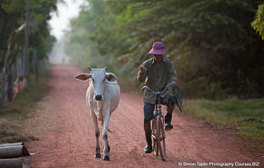 man and cow small