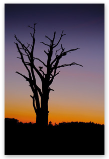 Digital SLR photography, tree sunset