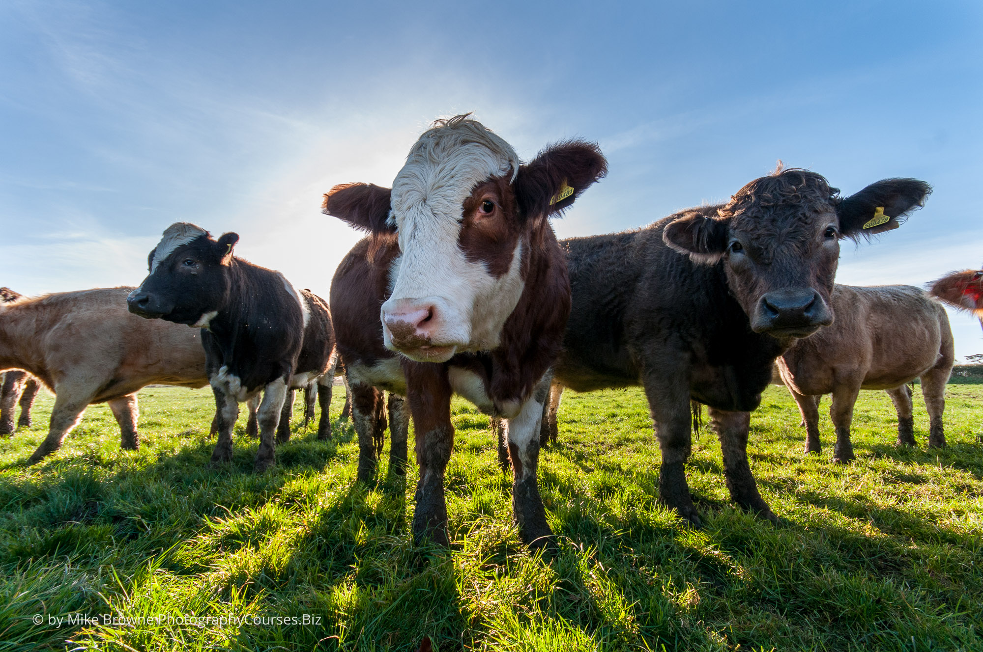 cows and sky