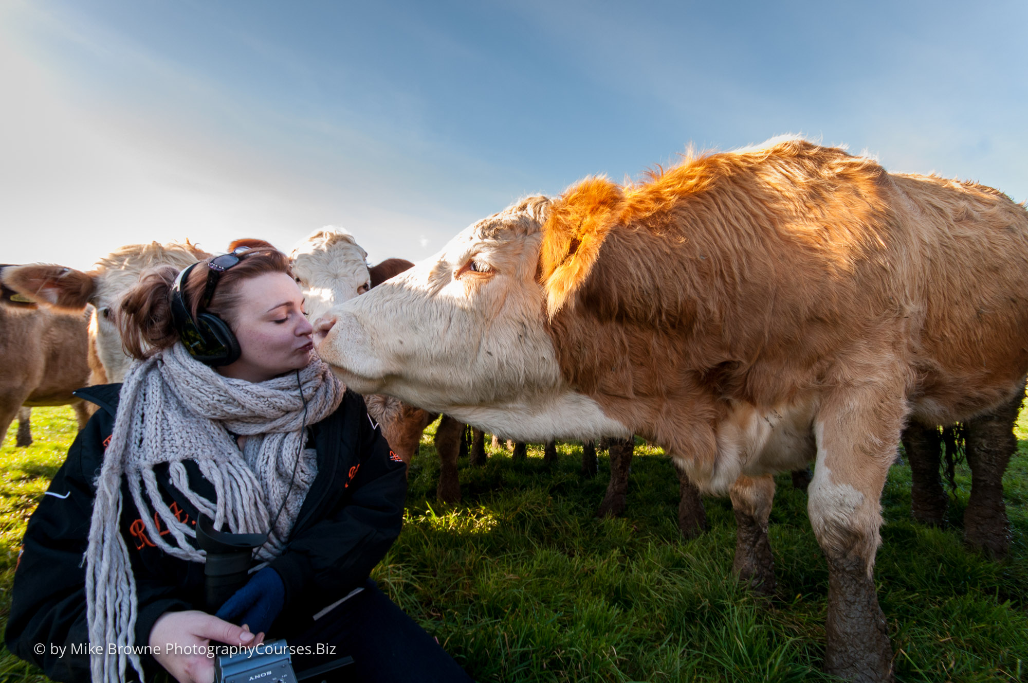 cows