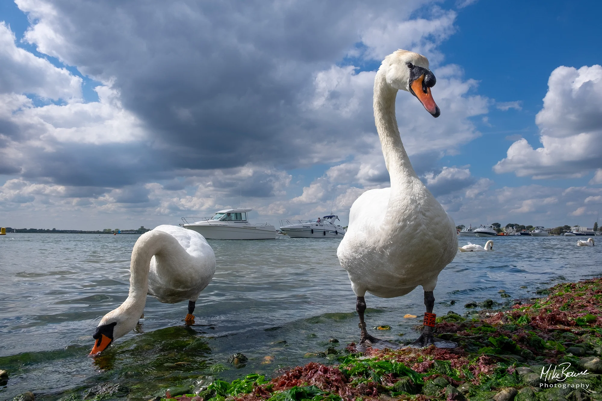 Two swans browse waters edge with blue sky and clouds at Hengistbury Head UK