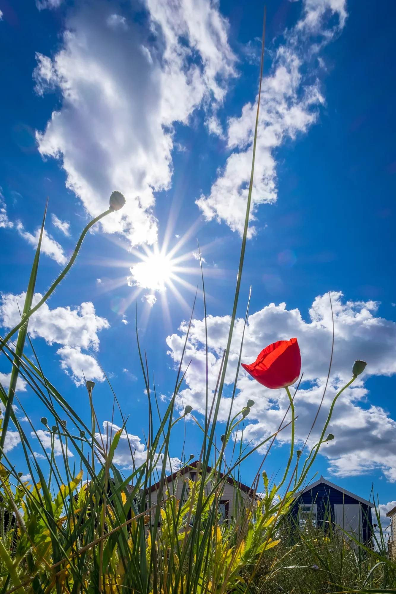 Blue sky and sunshine over beach huts, grasses and a red poppy at Hengistbury Head, UK