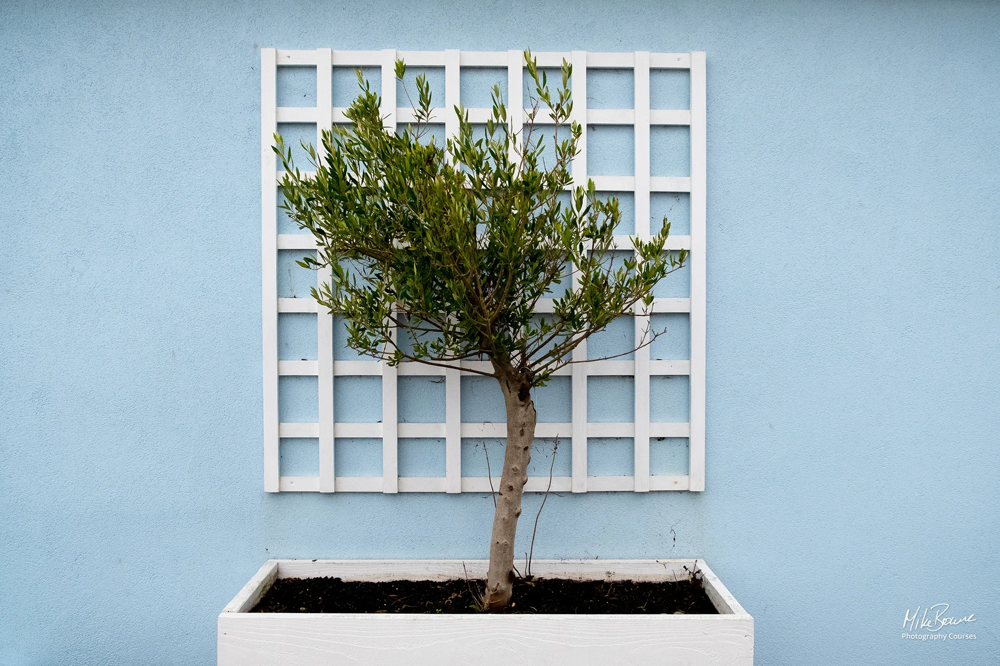 small green tree in a planter against blue wall with square white trellis