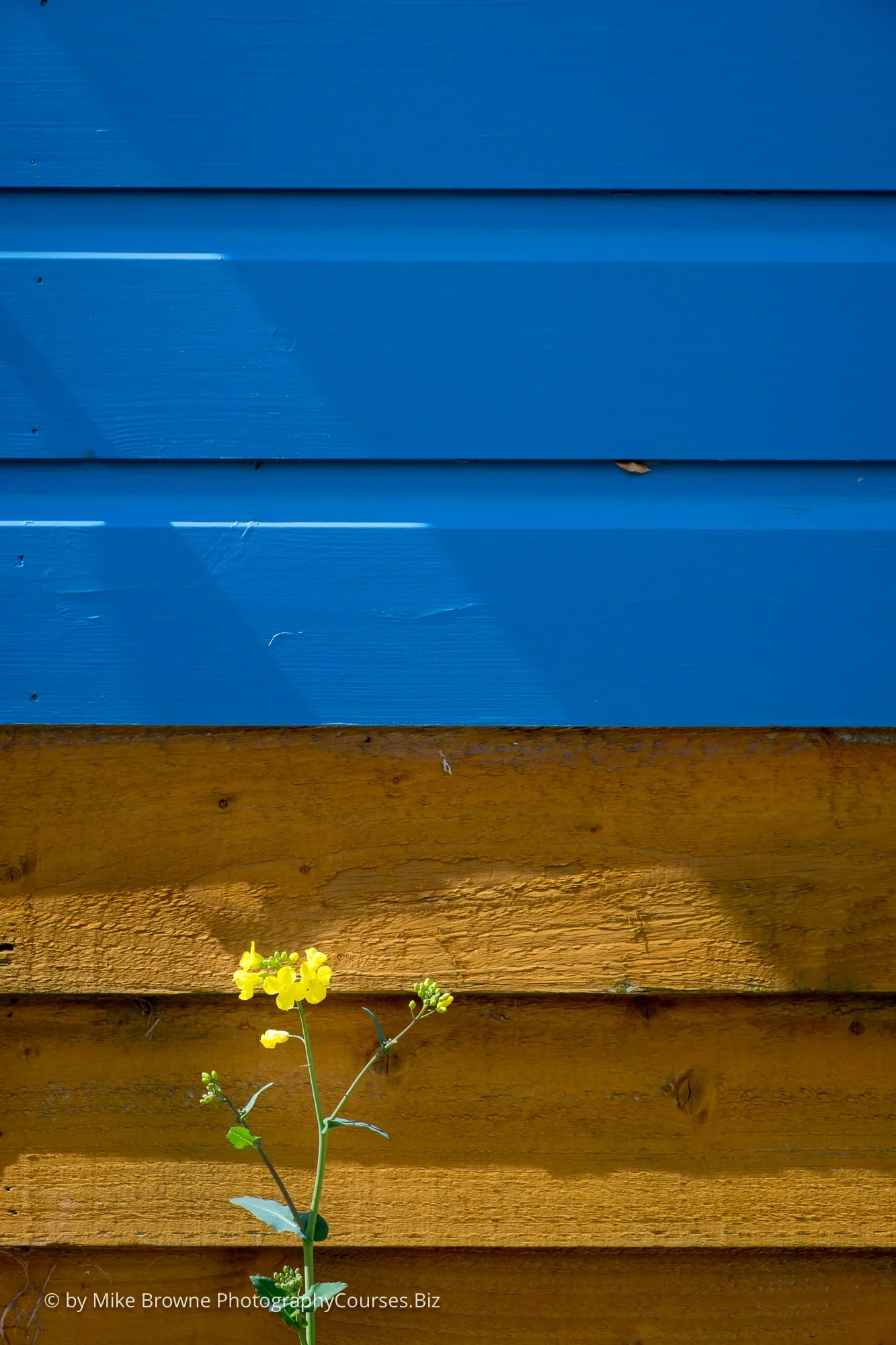 Yellow flower by a plain and blue painted wall in sunshine