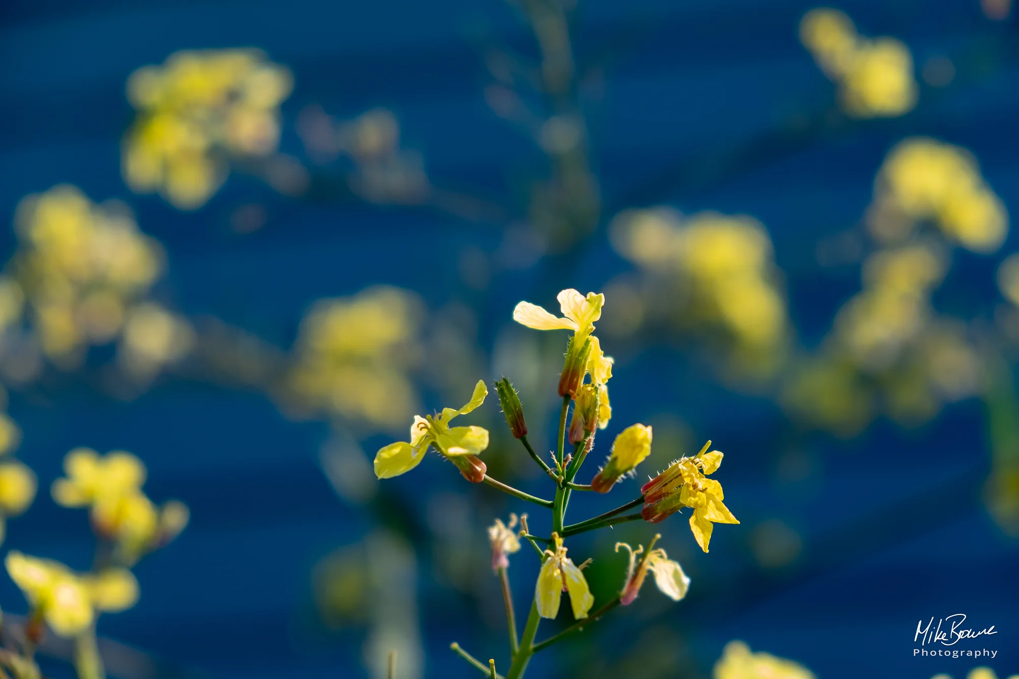 Bright yellow flowers in front of a dark blue wall