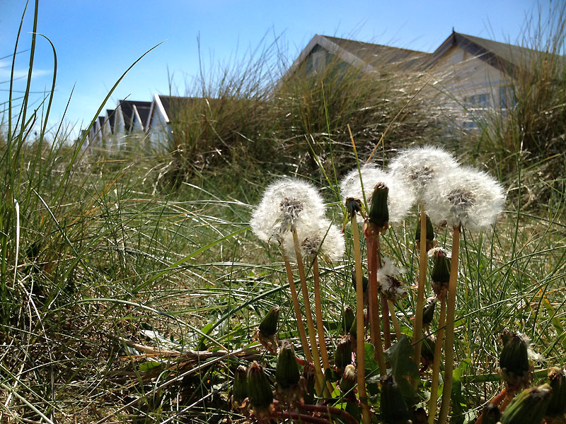 Eye level view of puffballs in long grass in front of beach huts