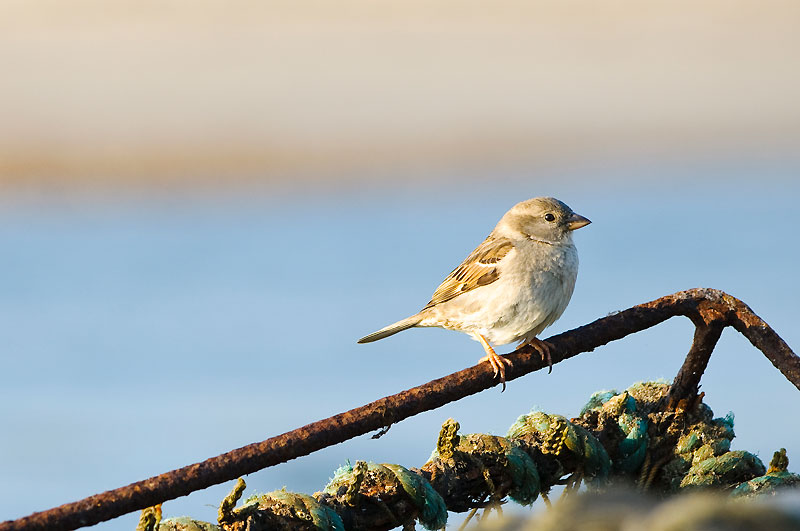 Juvenile House Sparrow perching on rusty metal bar