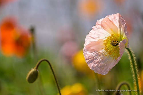 poppies w long lens